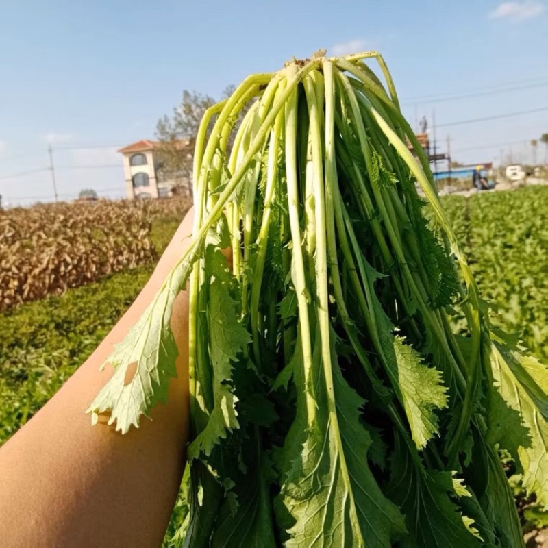 亳州雪里红上市中产地直供一手货源质量保证诚信经营