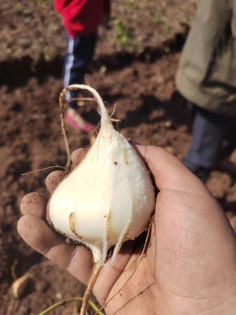 会东县豆薯土瓜