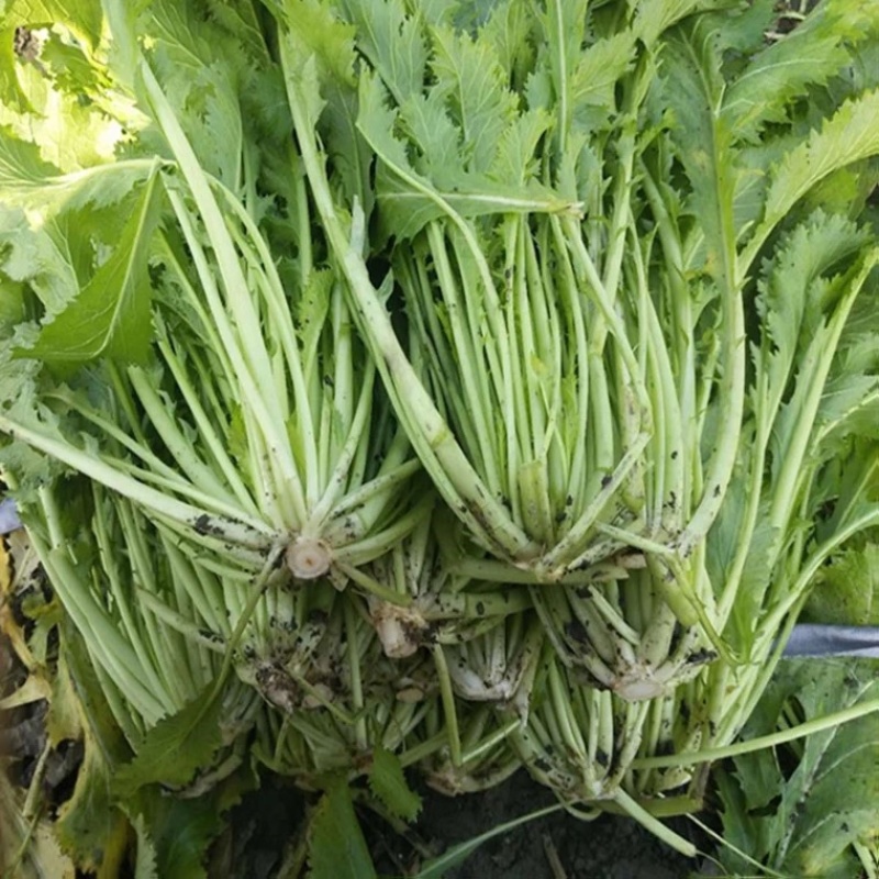 亳州雪里红大量上市中产地一手货源可对接加工厂批发市场