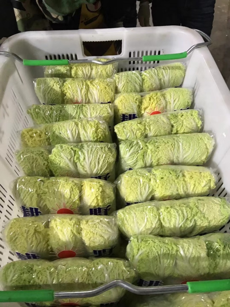 安徽亳州小娃娃菜产地直发大量现货可视频看货