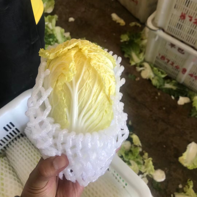 安徽亳州小娃娃菜产地直发大量现货可视频看货