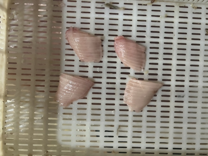 鲢鱼鱼排，鱼肚排.用于炸货店.小吃摊.超市.批发市场