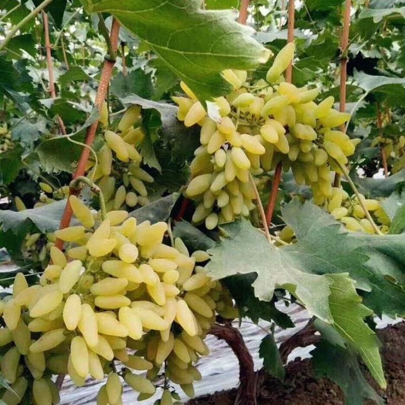 金手指葡萄苗保湿发货死苗立补假苗立赔技术指导