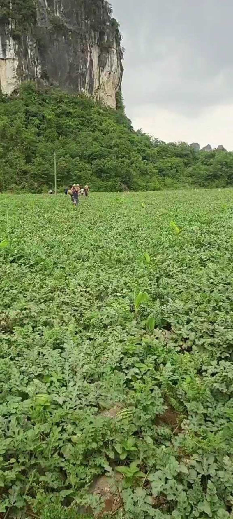 香瓜苗支持拿种子来代嫁接一件代发，技术指导