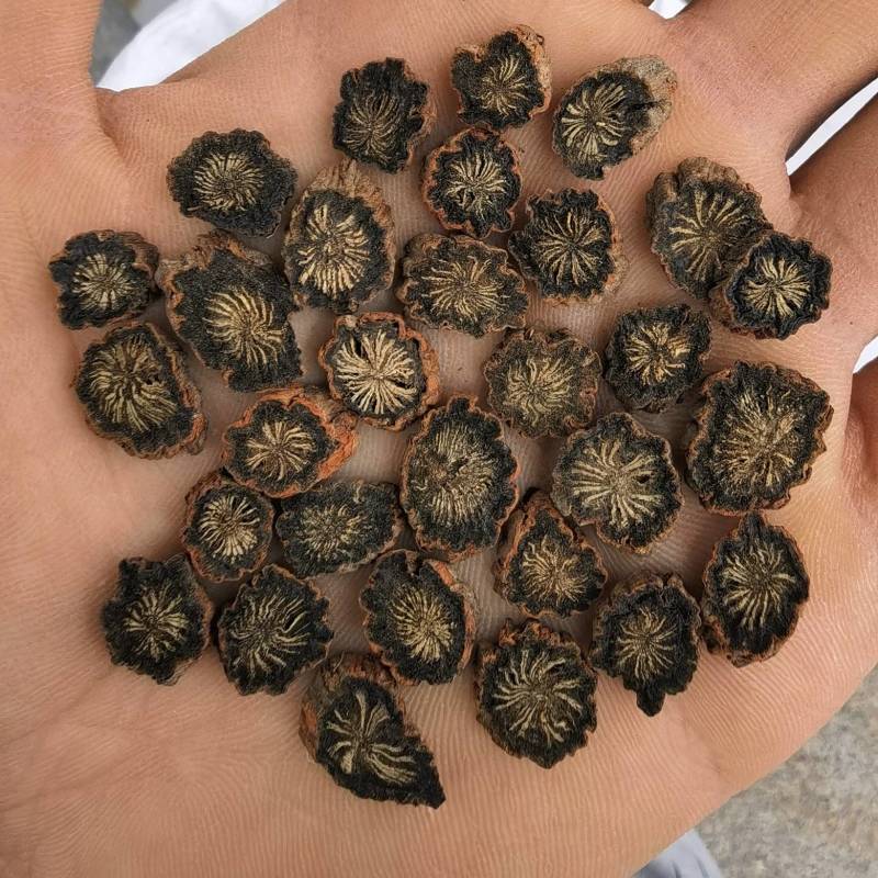 紫丹参选山东紫丹参发汗片菊花芯关书药业批发中药材