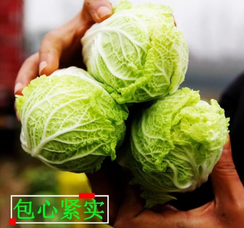 精品娃娃菜高山娃娃菜净菜毛菜产地直发黄心大白菜定等