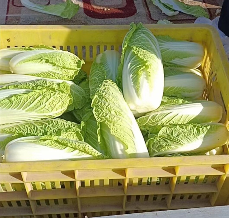 有机娃娃菜和普通娃娃菜对比图