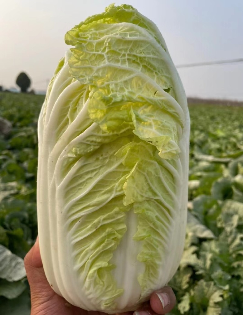 精品娃娃菜高山娃娃菜净菜毛菜产地直发黄心大白菜定等