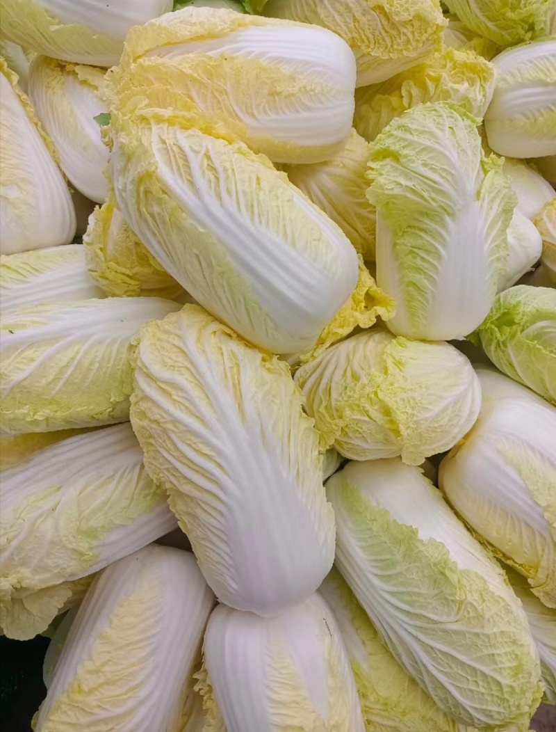 精品娃娃菜高山娃娃菜净菜毛菜产地直发黄心大白菜定等