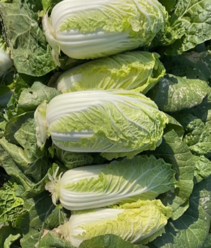 精品娃娃菜高山娃娃菜净菜毛菜产地直发黄心大白菜定等