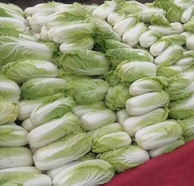 精品娃娃菜高山娃娃菜净菜毛菜产地直发黄心大白菜定等