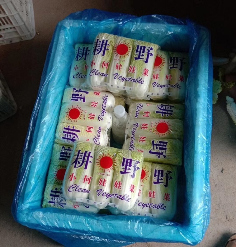 精品娃娃菜高山娃娃菜净菜毛菜产地直发黄心大白菜定等