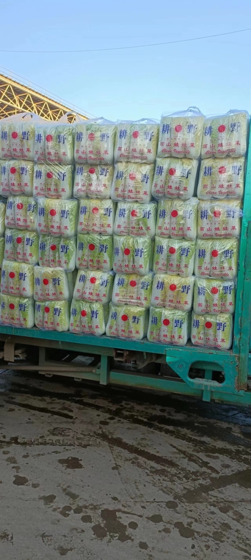 精品娃娃菜高山娃娃菜净菜毛菜产地直发黄心大白菜定等