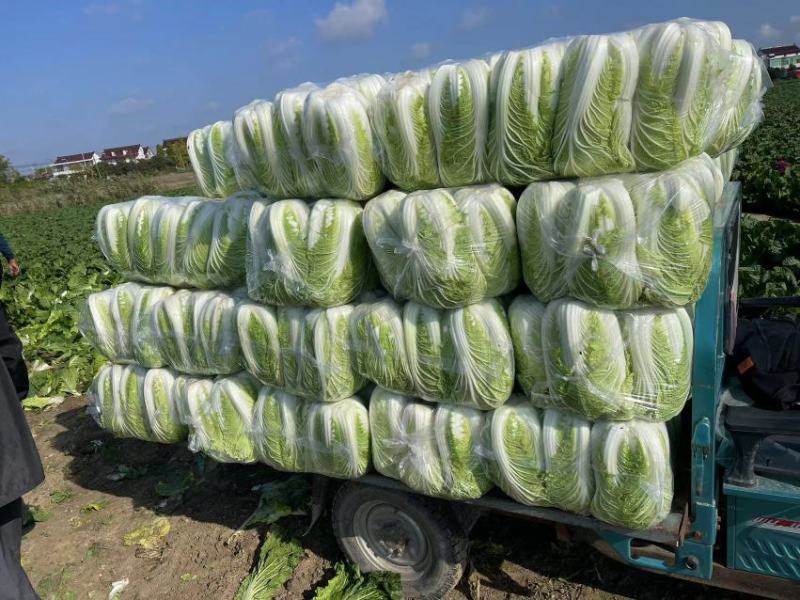 【推荐】全国江苏精品大白菜，基地直供保质保量，可视频看货