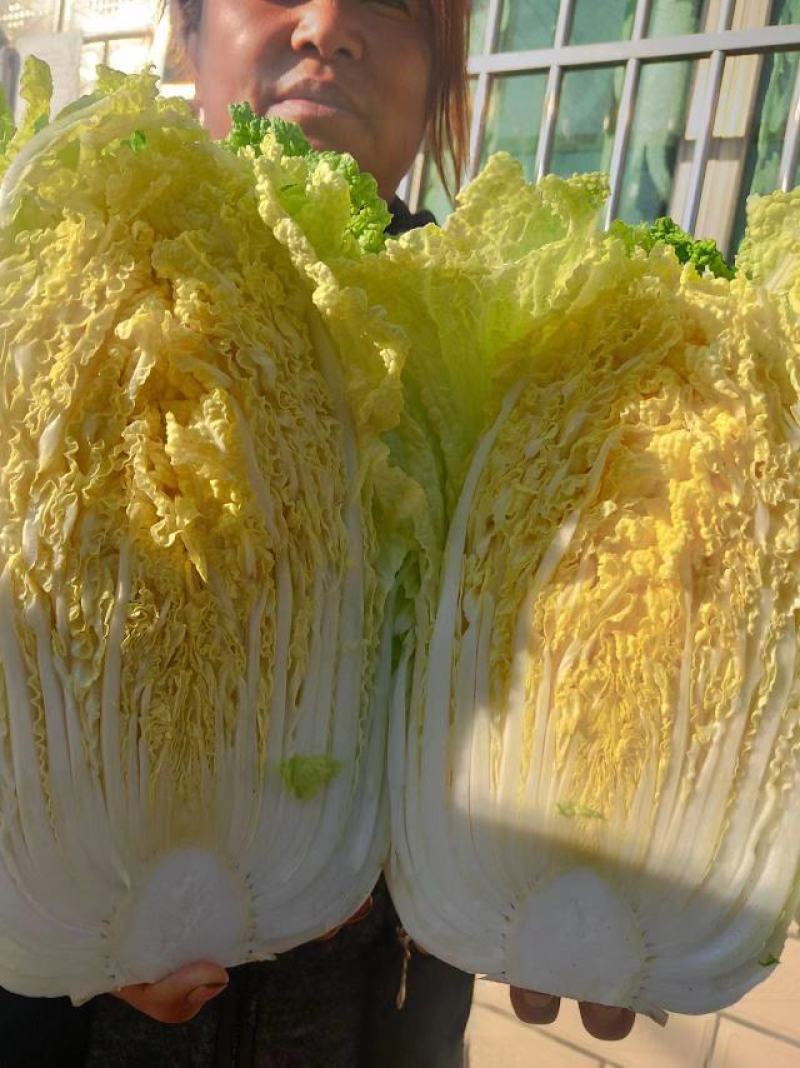 【推荐】全国江苏精品大白菜，基地直供保质保量，可视频看货