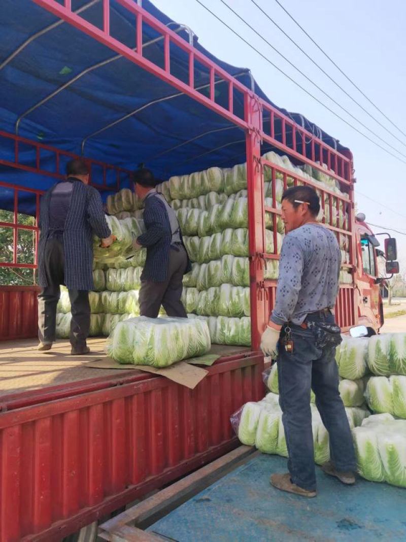 【推荐】全国江苏精品大白菜，基地直供保质保量，可视频看货