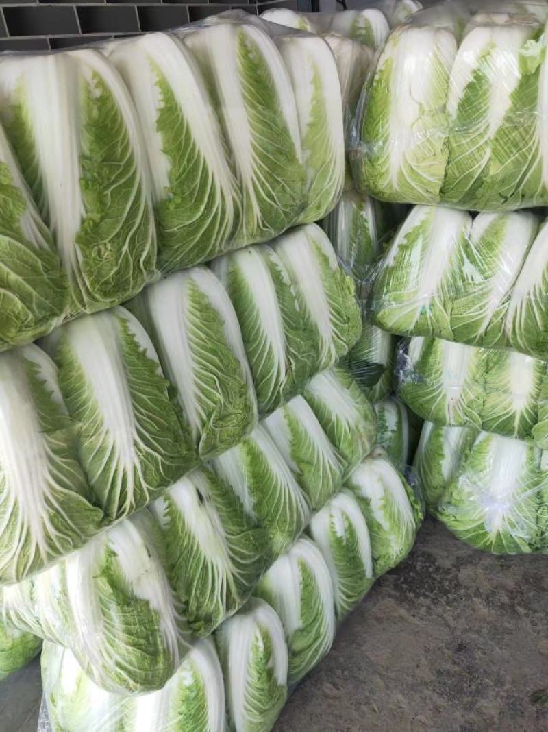 【推荐】全国江苏精品大白菜，基地直供保质保量，可视频看货