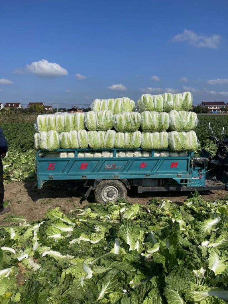 【推荐】全国江苏精品大白菜，基地直供保质保量，可视频看货