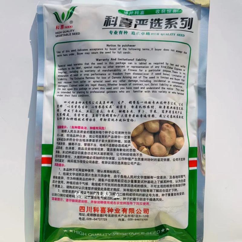 七粒香蚕豆种子中熟品种大粒蚕豆种子大田用种
