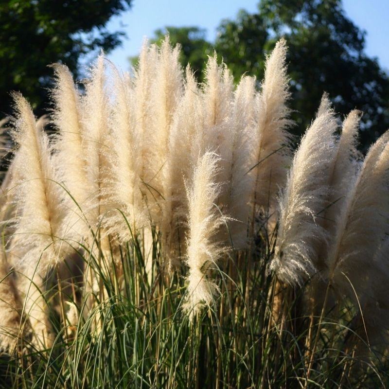 芦苇种子葭兼种籽牧草水生植物药材护堤园林绿化湖泊种植鱼虾