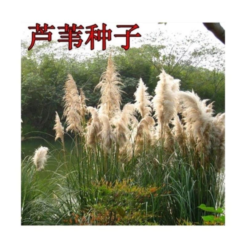 芦苇种子葭兼种籽牧草水生植物药材护堤园林绿化湖泊种植鱼虾