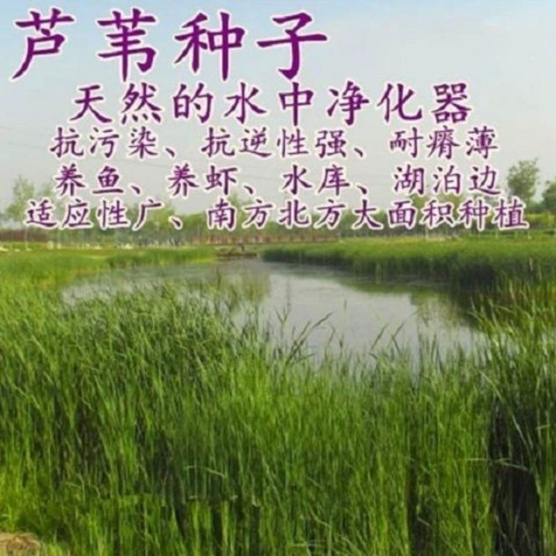 芦苇种子葭兼种籽牧草水生植物药材护堤园林绿化湖泊种植鱼虾