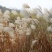 芦苇种子葭兼种籽牧草水生植物药材护堤园林绿化湖泊种植鱼虾