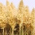 芦苇种子葭兼种籽牧草水生植物药材护堤园林绿化湖泊种植鱼虾