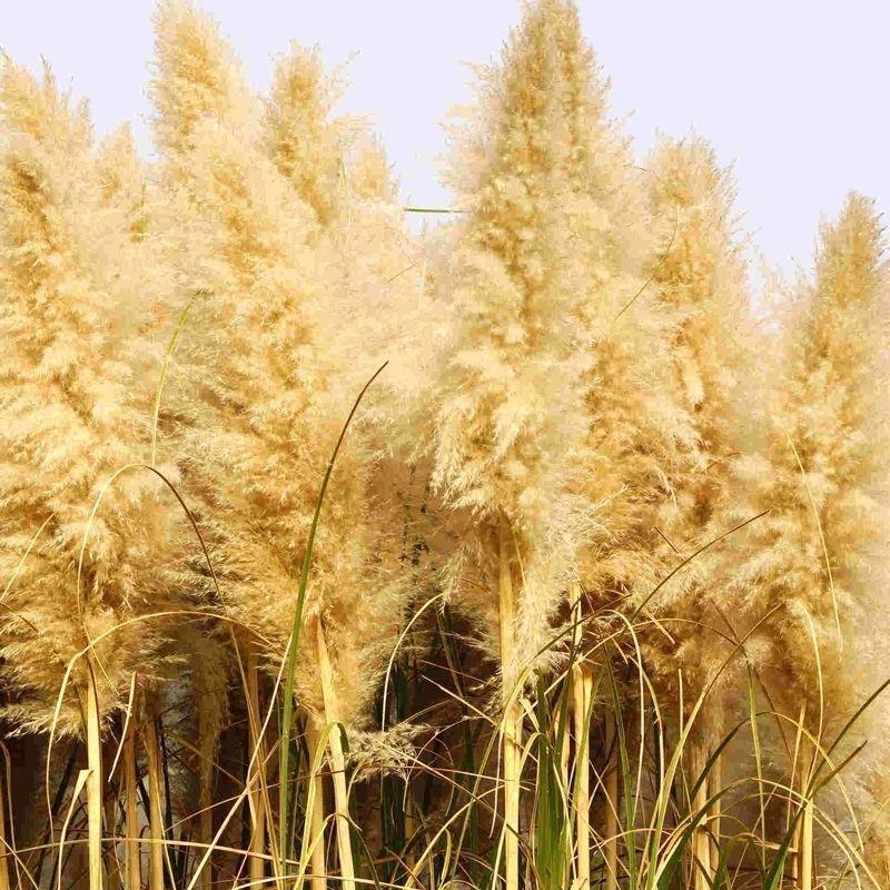 芦苇种子葭兼种籽牧草水生植物药材护堤园林绿化湖泊种植鱼虾