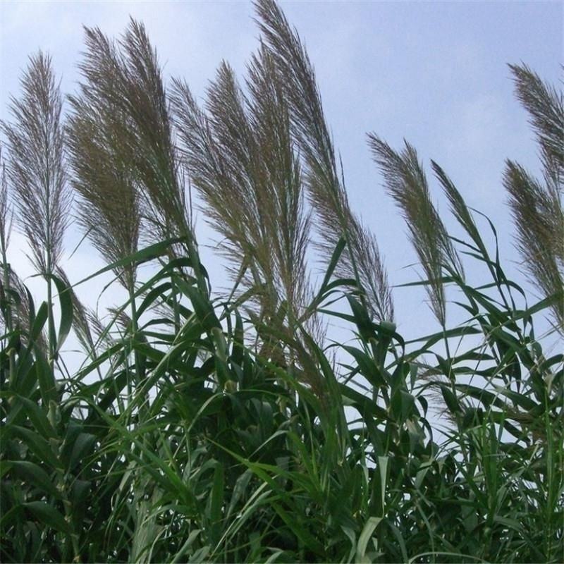 芦苇种子葭兼种籽牧草水生植物药材护堤园林绿化湖泊种植鱼虾