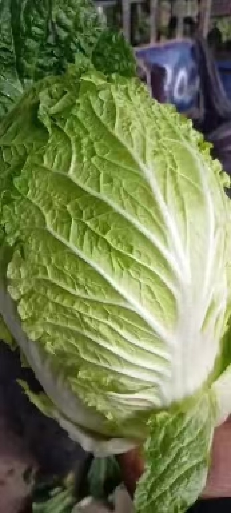 黄心大白菜