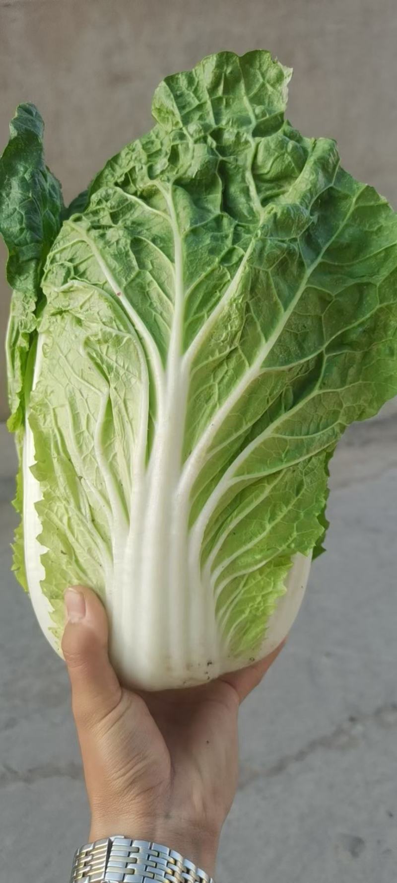 黄心大白菜