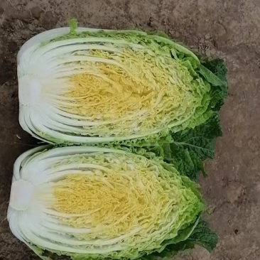 黄心大白菜