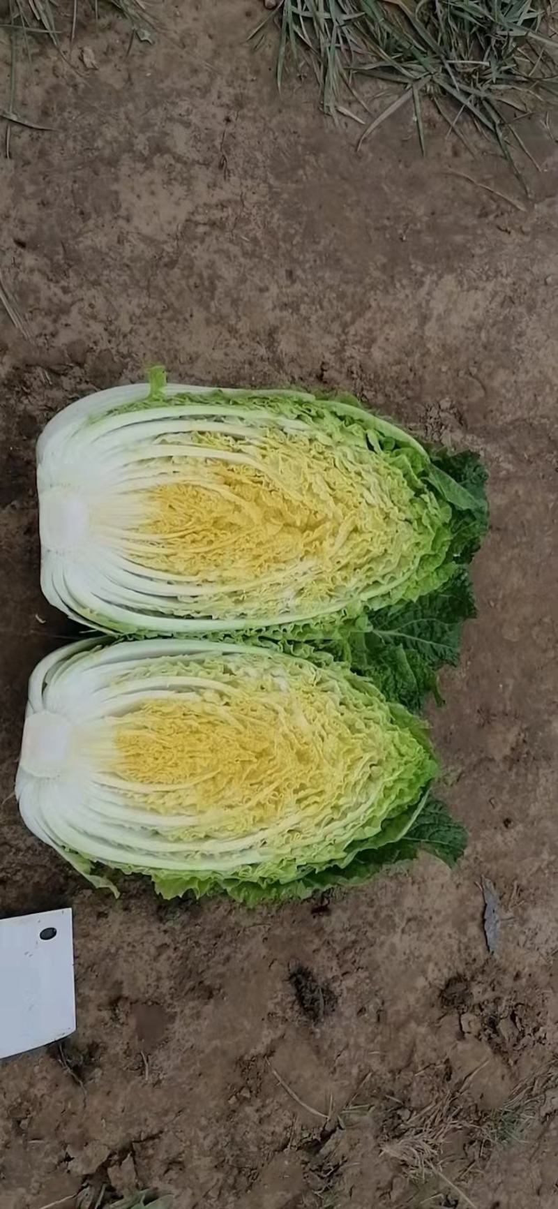 黄心大白菜