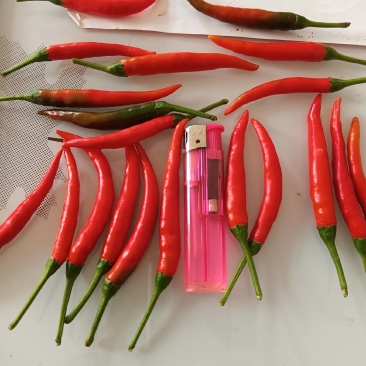 商丘万亩辣椒种植产区