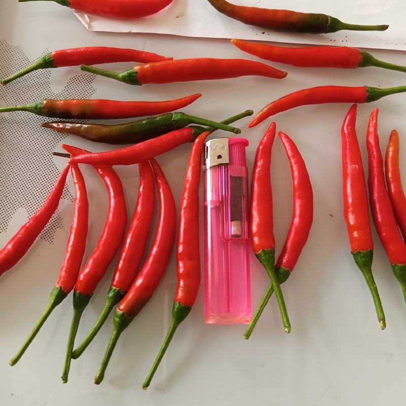 商丘万亩辣椒种植产区