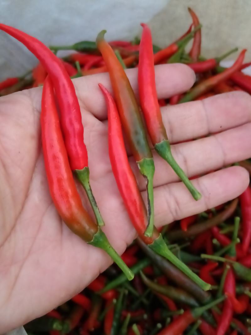 商丘万亩辣椒种植产区