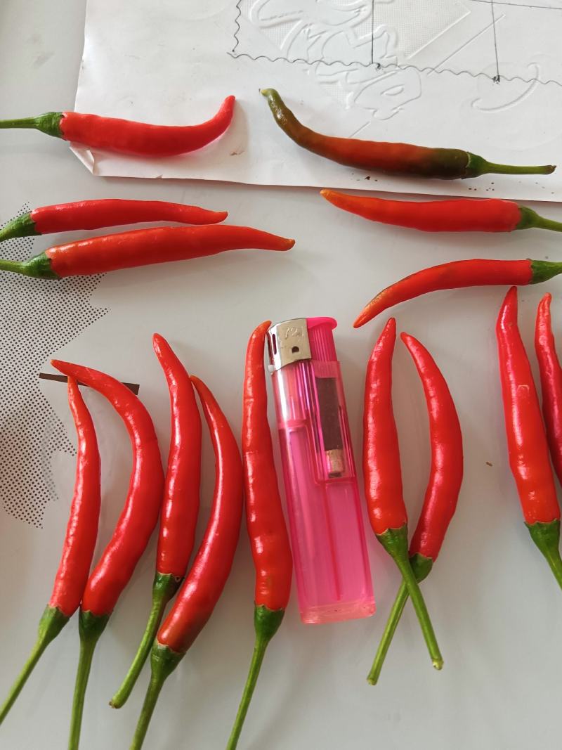 商丘万亩辣椒种植产区