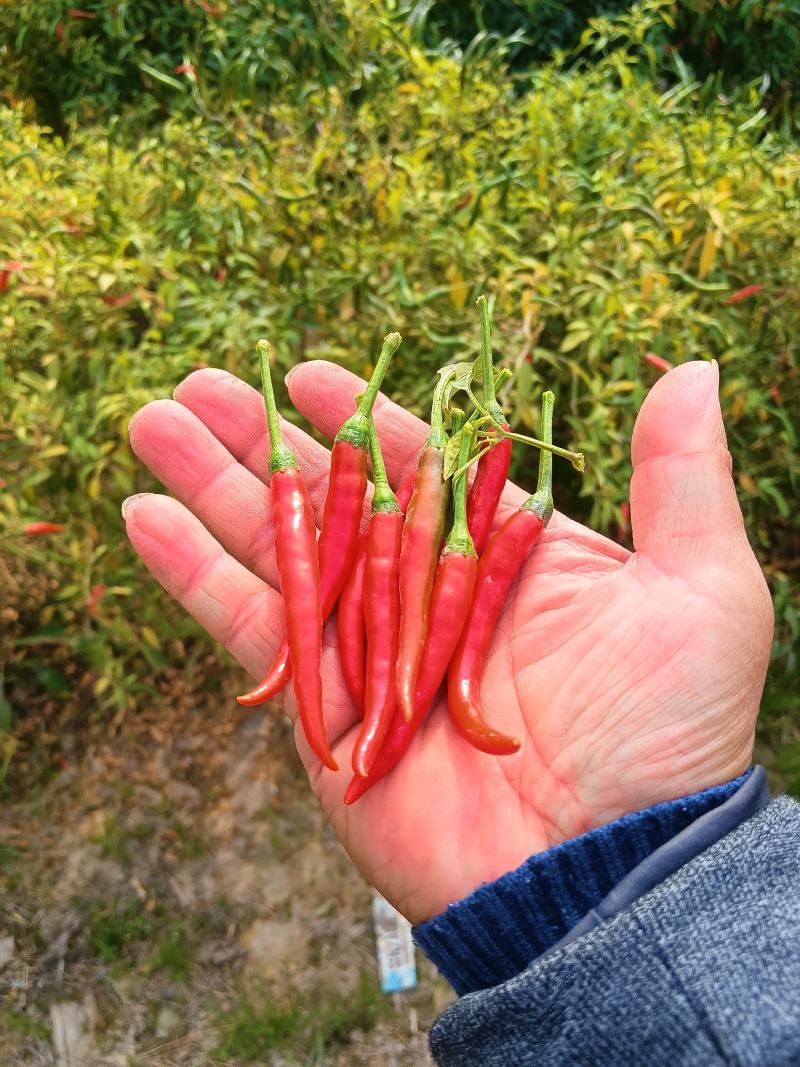 商丘万亩辣椒种植产区