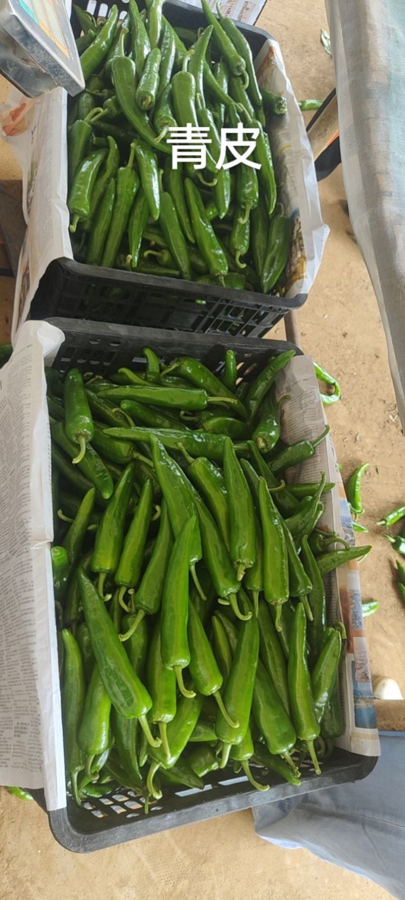 鲜辣椒，青皮尖椒、尖椒、羊角椒、质优价廉，品质保证
