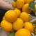 【产地货源】湖北早熟蜜橘大量上市高品质对接超市电商档口价低