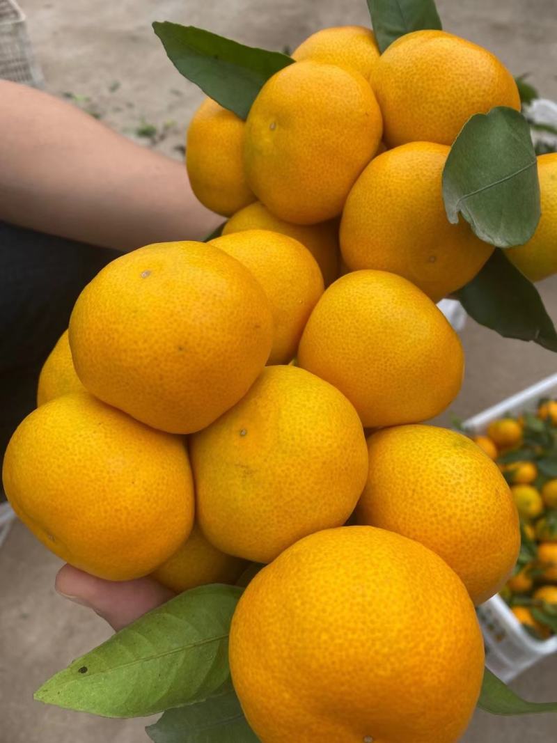 【产地货源】湖北早熟蜜橘大量上市高品质对接超市电商档口价低