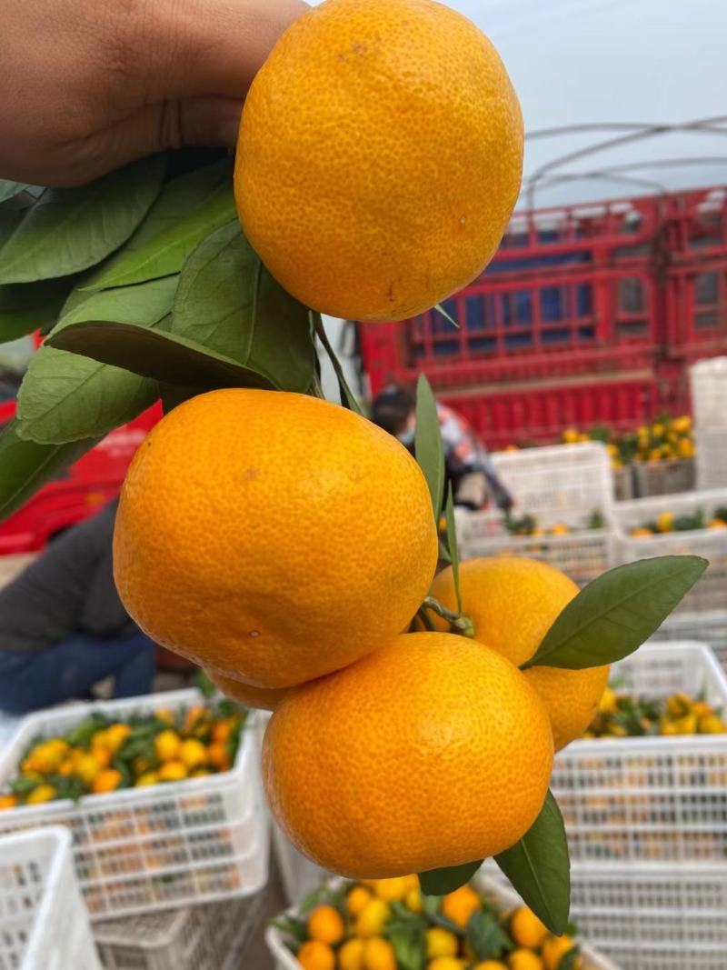【产地货源】湖北早熟蜜橘大量上市高品质对接超市电商档口价低