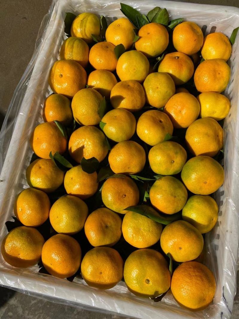 【产地货源】湖北早熟蜜橘大量上市高品质对接超市电商档口价低