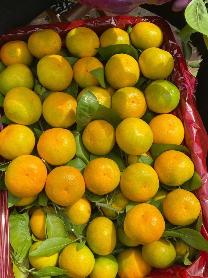 【产地货源】湖北早熟蜜橘大量上市高品质对接超市电商档口价低
