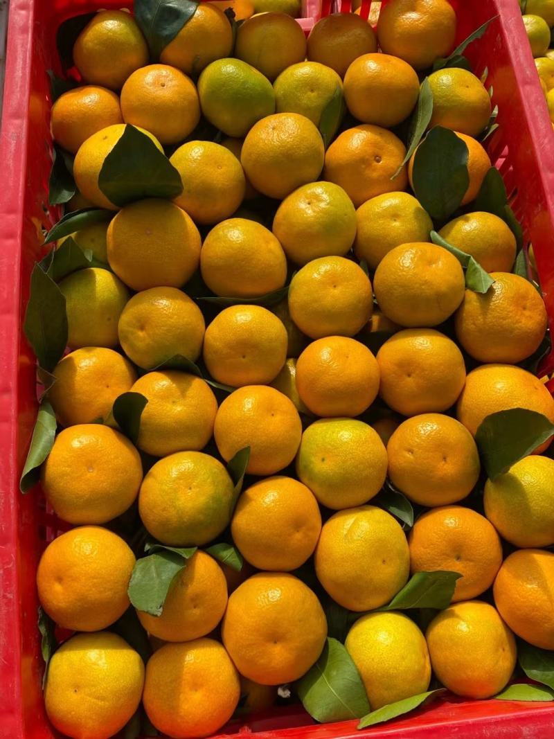 【产地货源】湖北早熟蜜橘大量上市高品质对接超市电商档口价低
