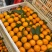 【产地货源】湖北早熟蜜橘大量上市高品质对接超市电商档口价低