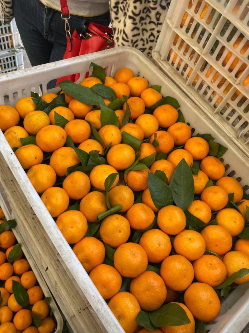 【产地货源】湖北早熟蜜橘大量上市高品质对接超市电商档口价低