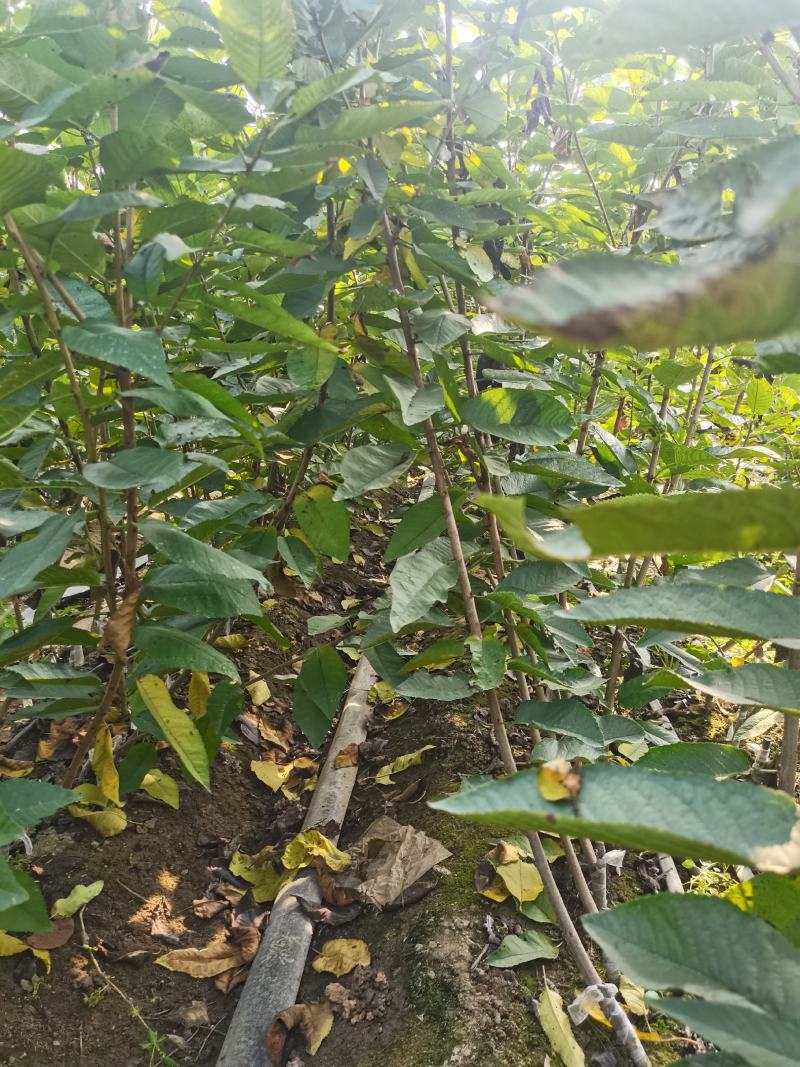 矮化格雷斯星大樱桃苗自花结实基地育苗保湿邮寄现挖现发包邮