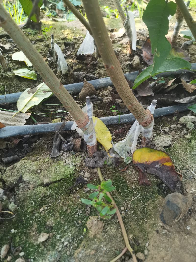 矮化格雷斯星大樱桃苗自花结实基地育苗保湿邮寄现挖现发包邮